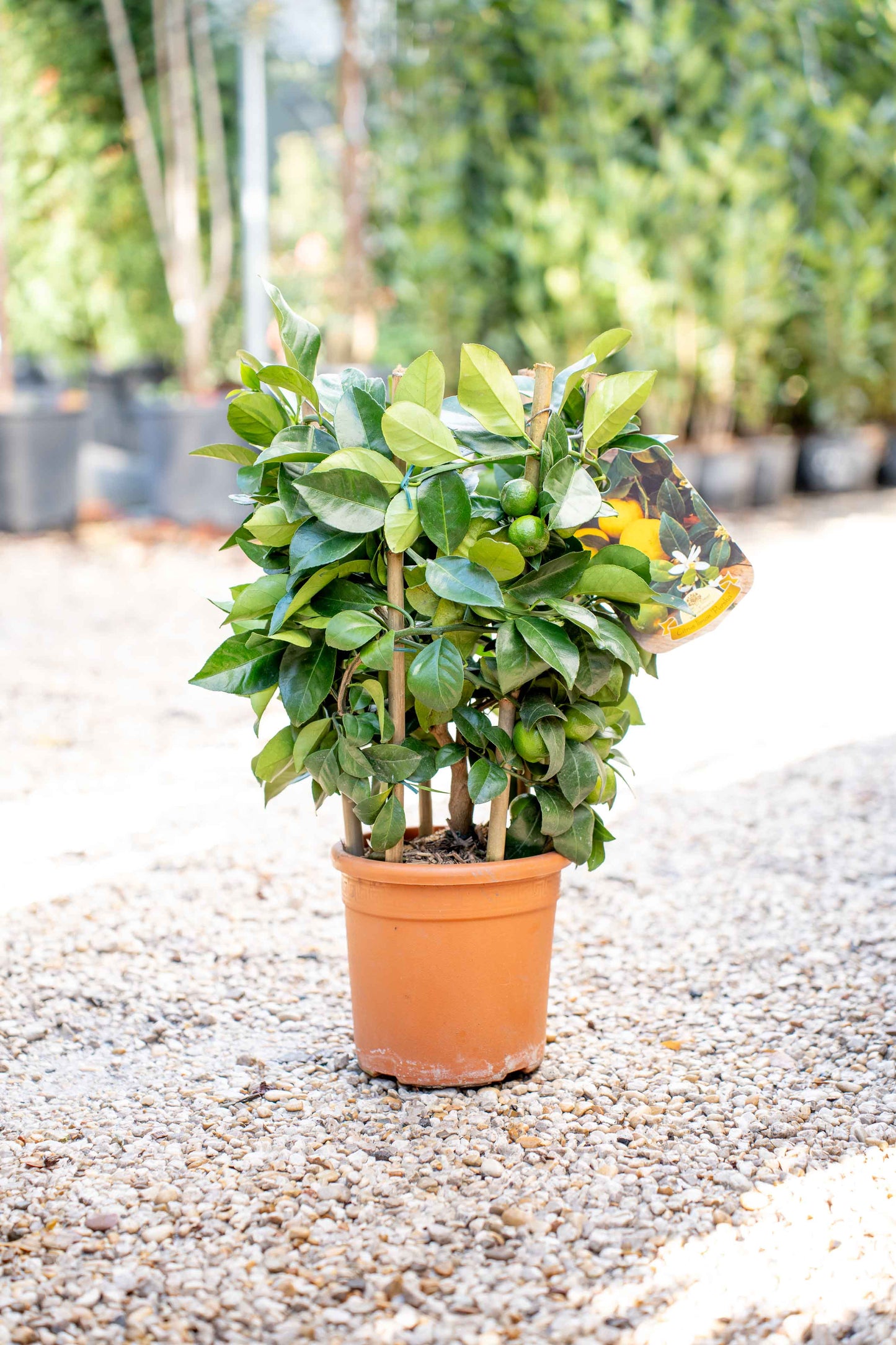 Limone Dolce su Spalliera Rotonda - Agrume Ornamentale Compatto