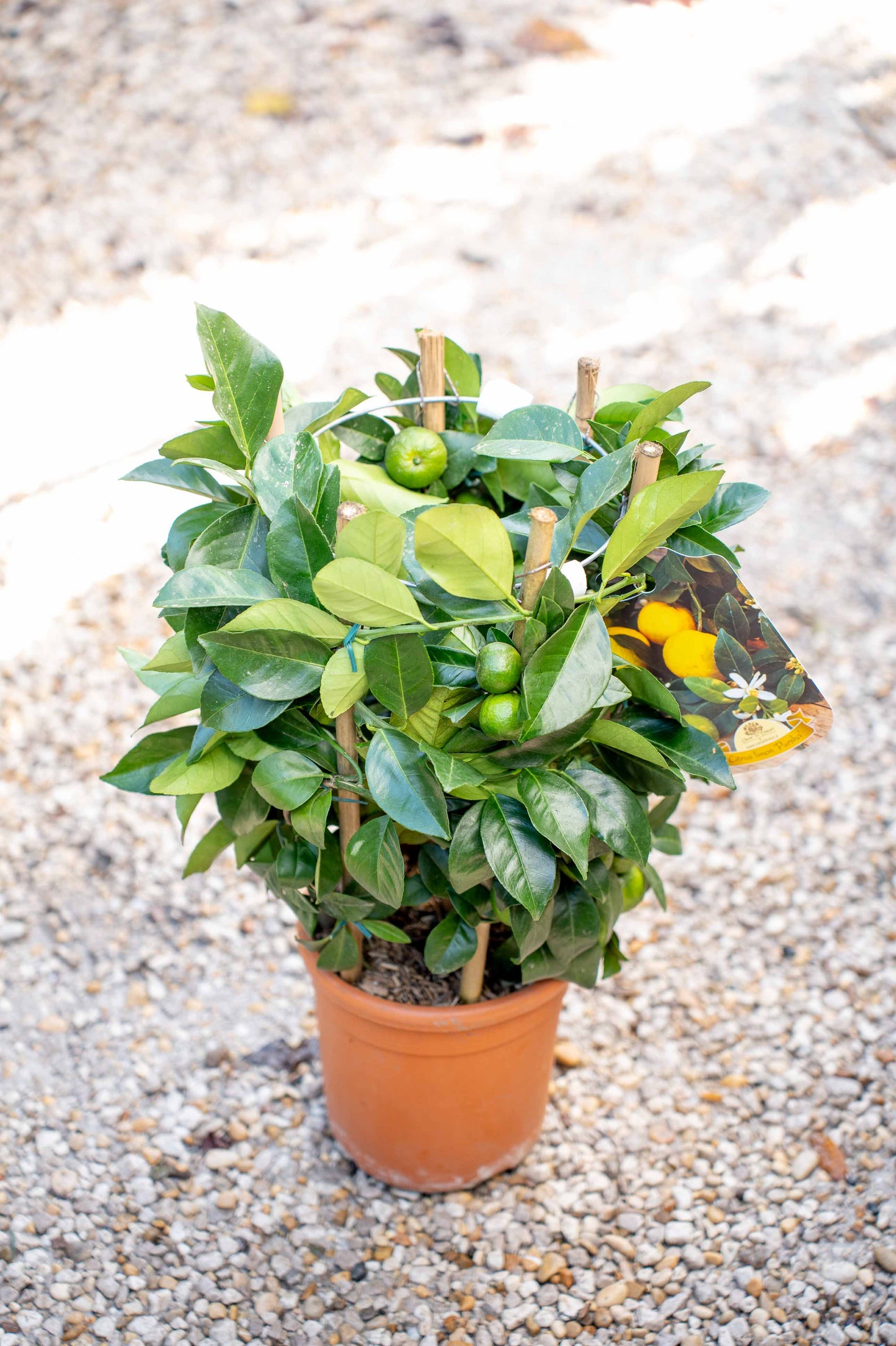 Limone Dolce su Spalliera Rotonda - Agrume Ornamentale Compatto