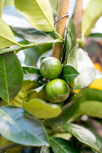 Limone Dolce su Spalliera Rotonda - Agrume Ornamentale Compatto