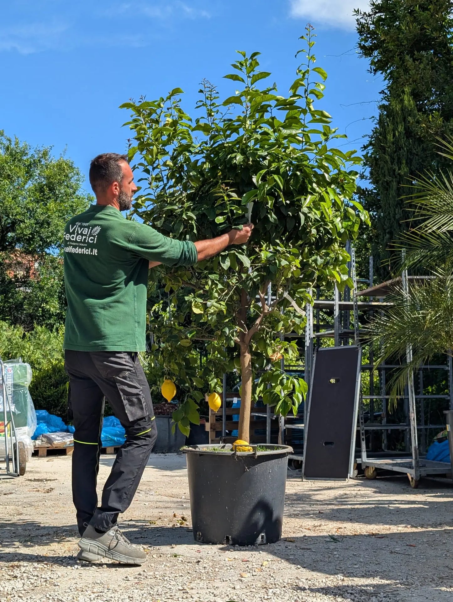 Albero di Limone Grande