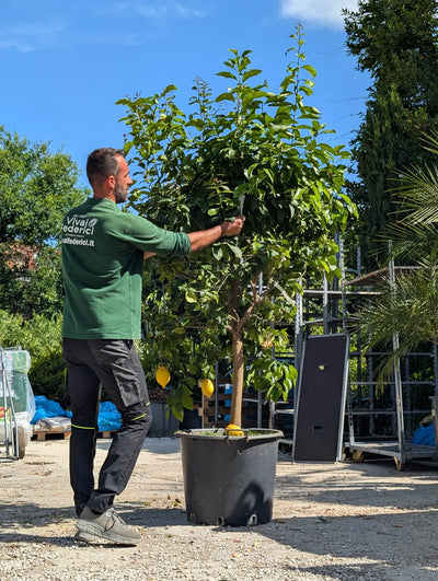 Albero di Limone Grande