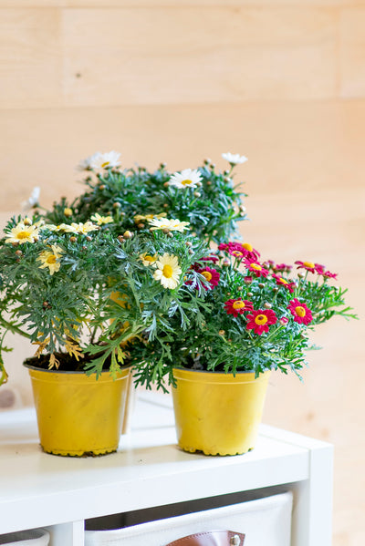 Margherita (Leucanthemum vulgare)