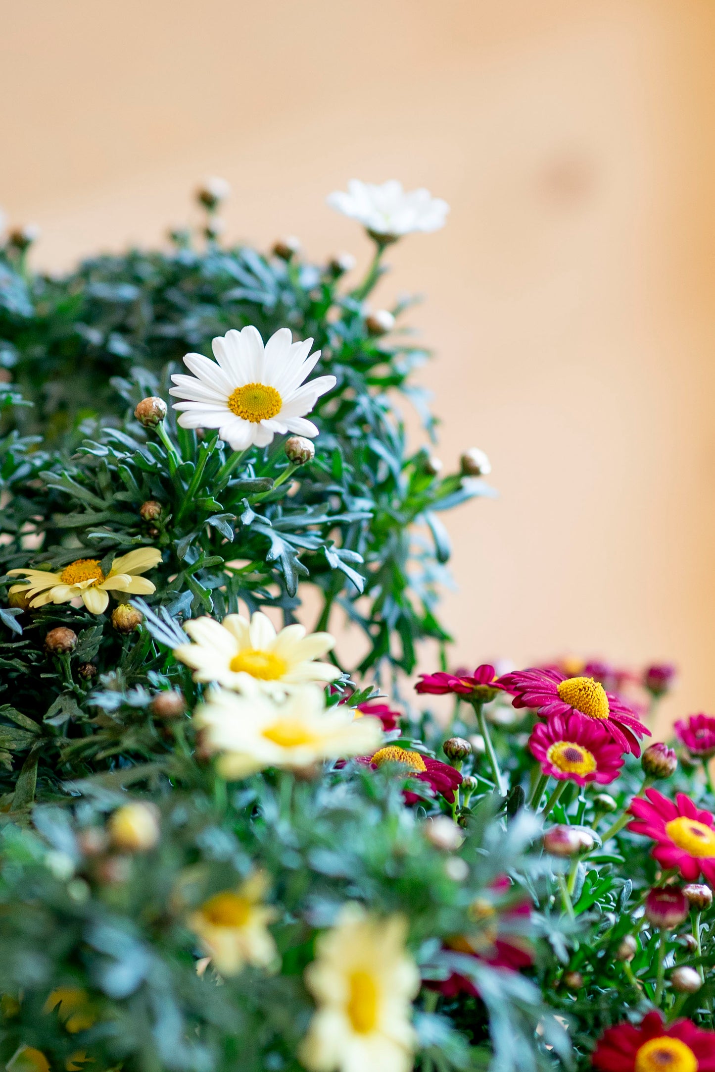 Margherita (Leucanthemum vulgare)