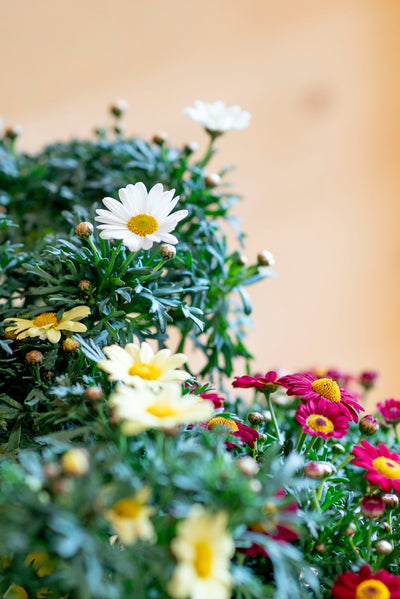 Margherita (Leucanthemum vulgare)