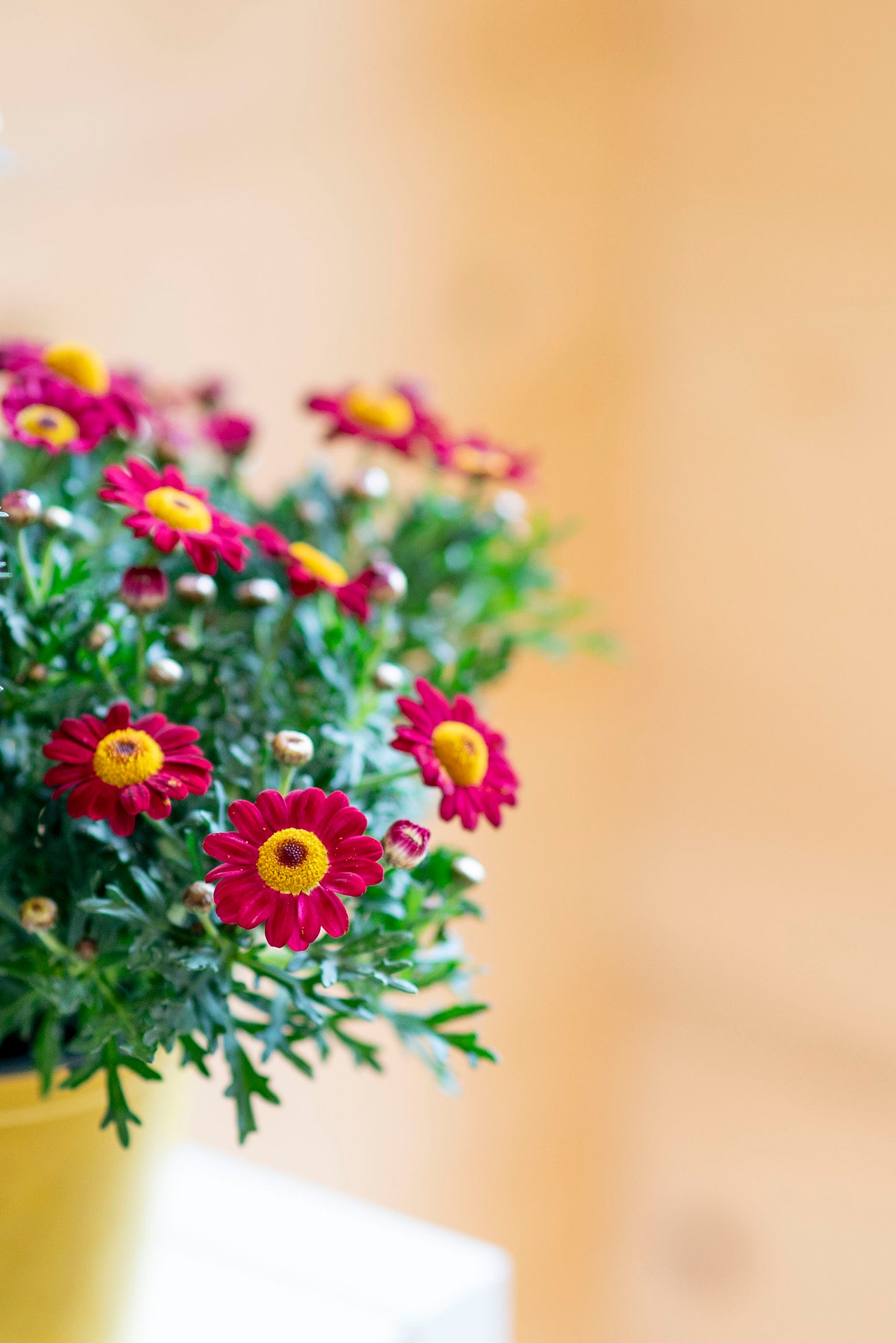 Margherita (Leucanthemum vulgare)