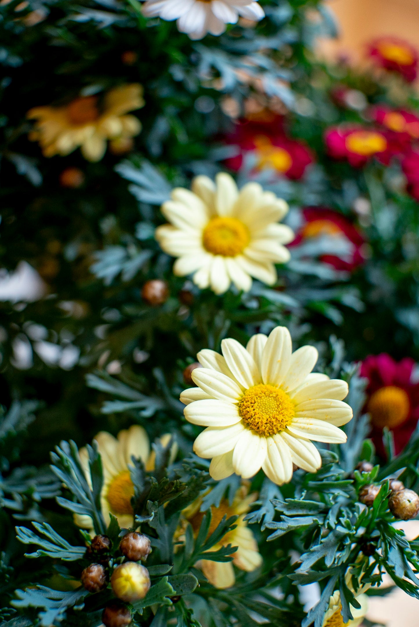 Margherita (Leucanthemum vulgare)