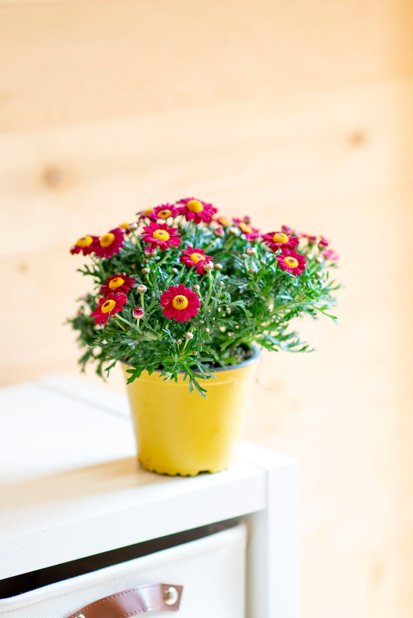 Margherita (Leucanthemum vulgare)