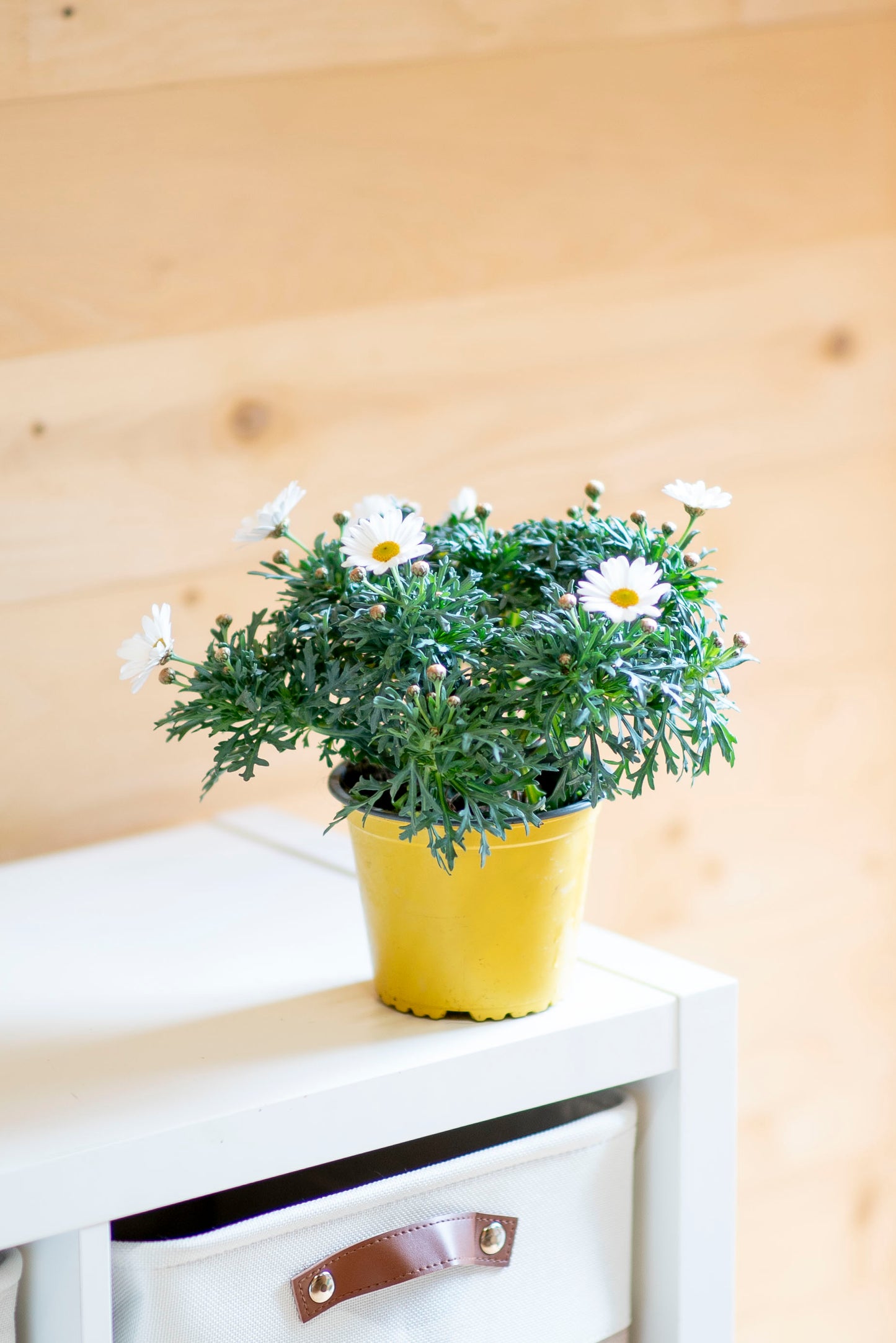 Margherita (Leucanthemum vulgare)