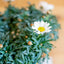 Margherita (Leucanthemum vulgare)