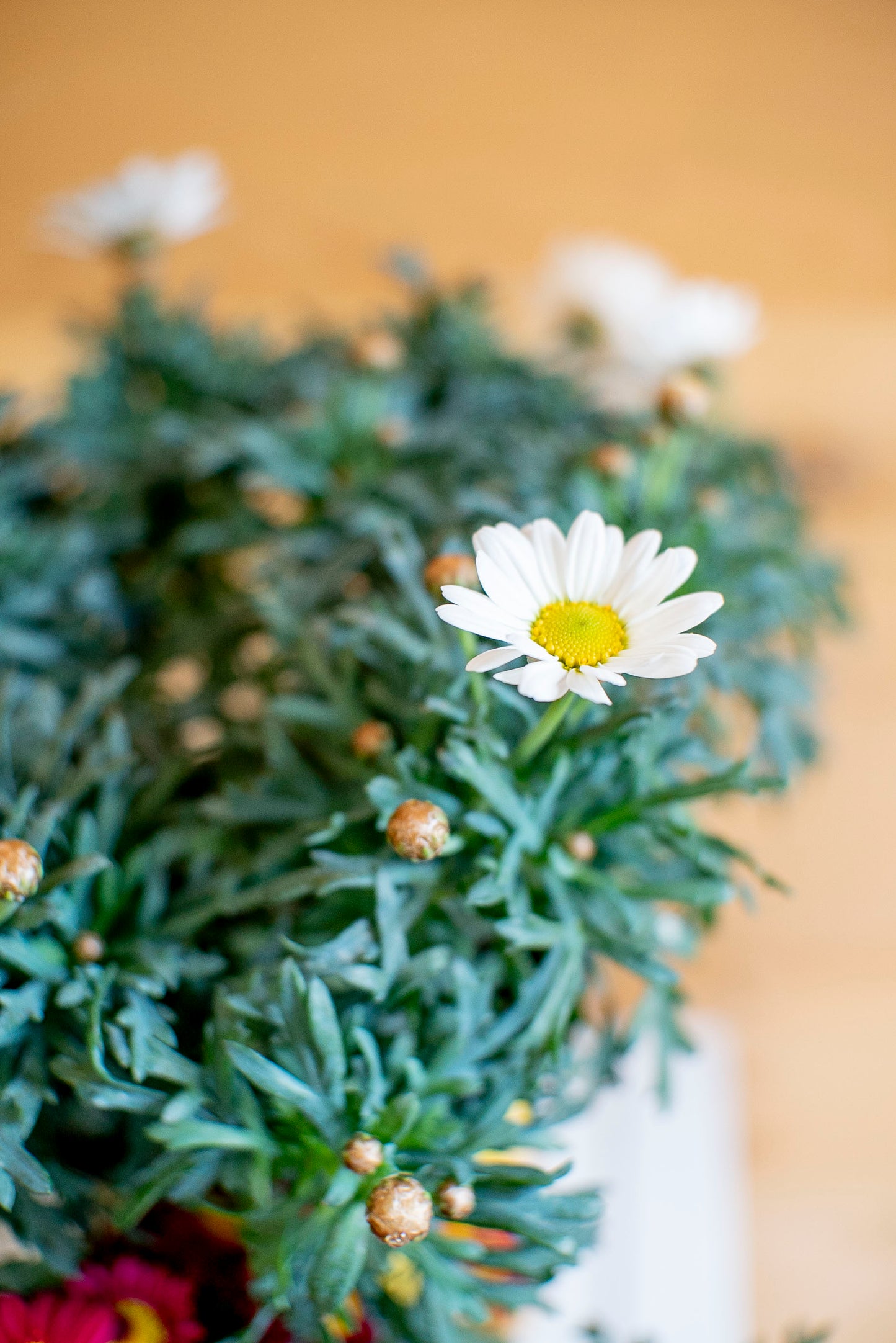 Margherita (Leucanthemum vulgare)