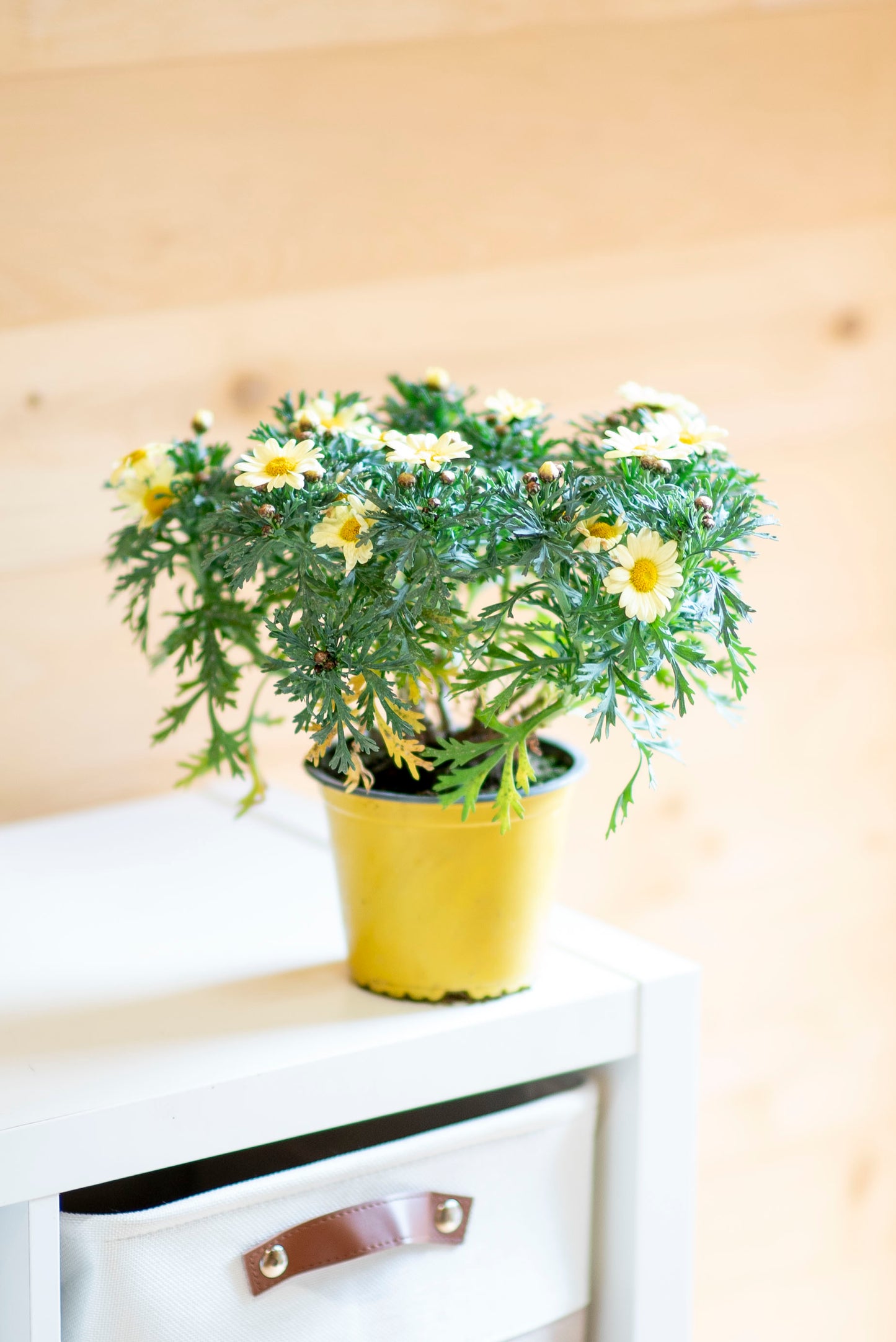 Margherita (Leucanthemum vulgare)