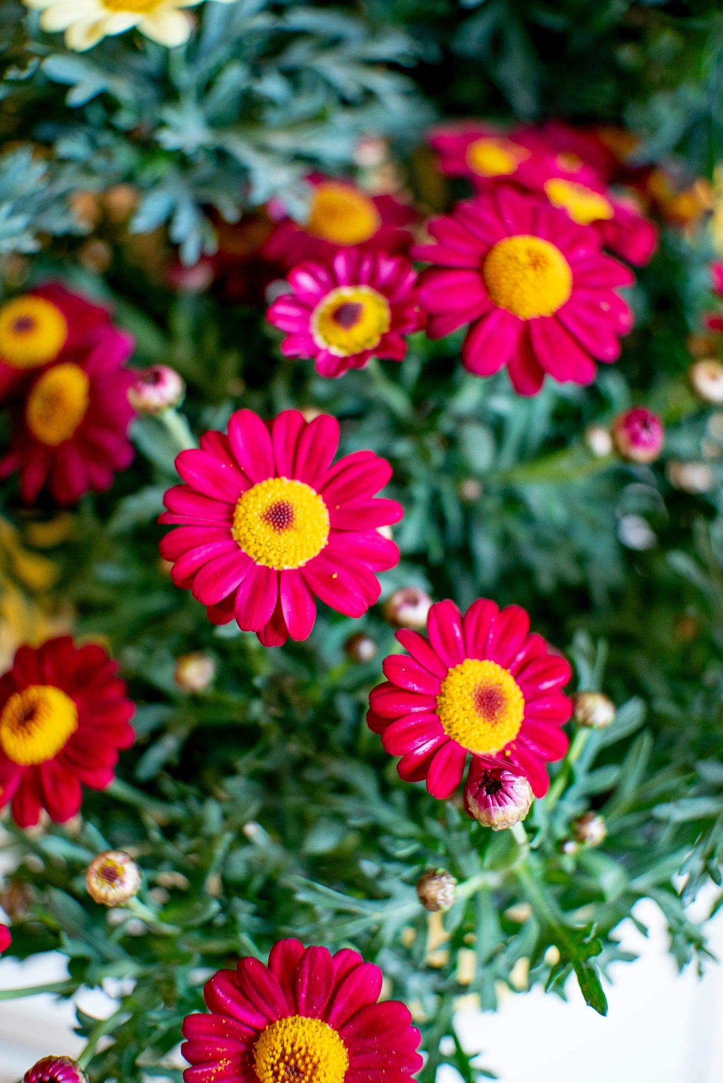 Margherita (Leucanthemum vulgare)