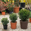 Mirto comune (Myrtus communis)