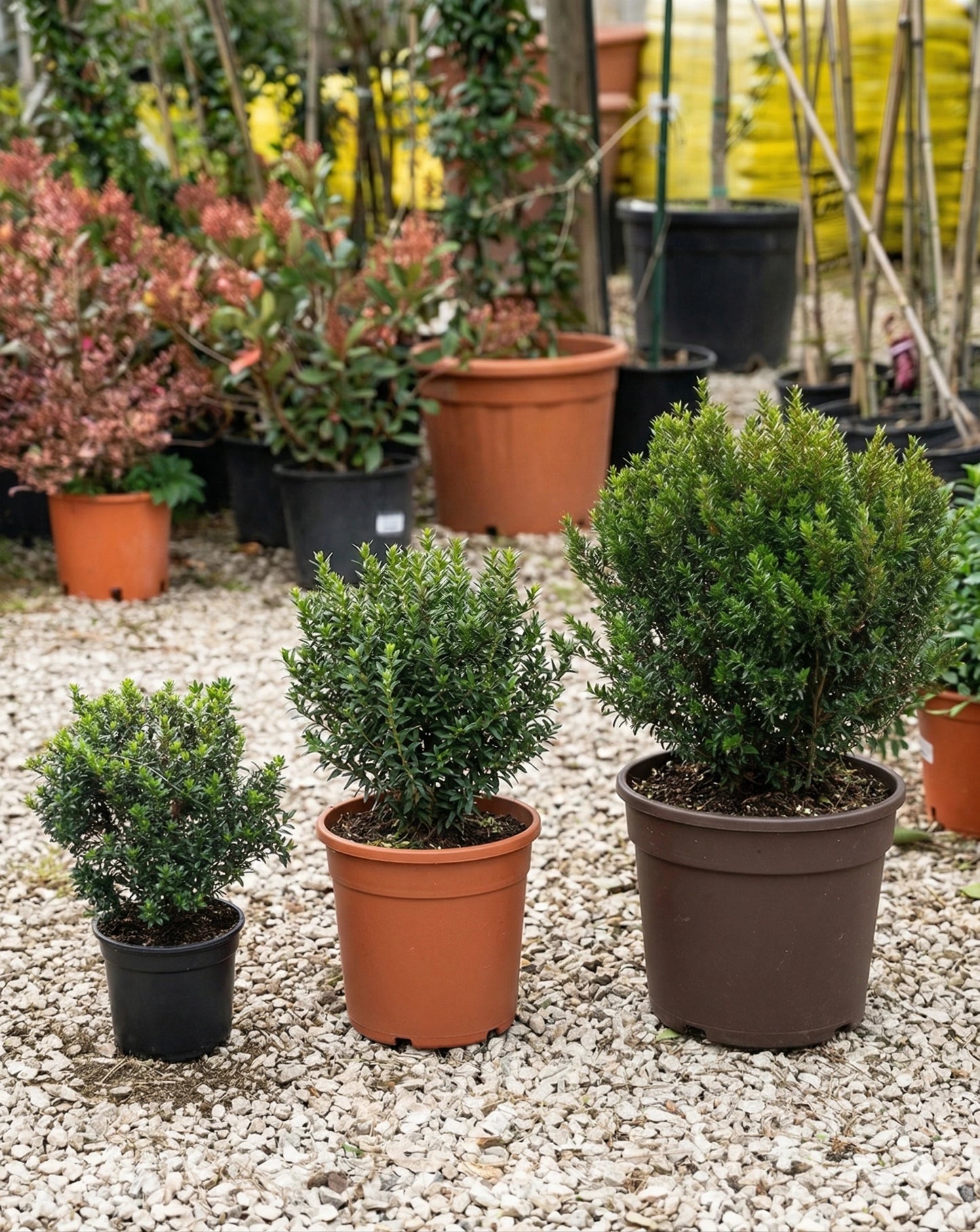 Mirto comune (Myrtus communis)
