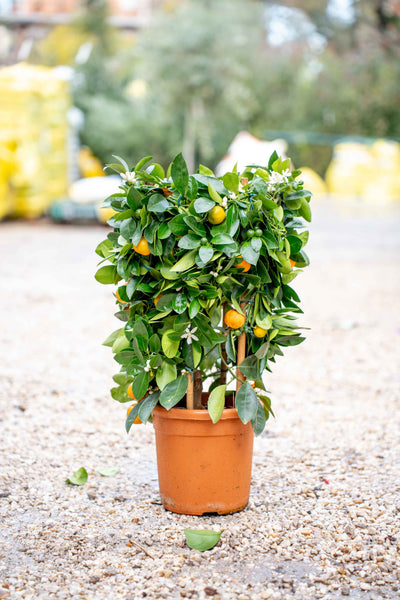 Mandarino su Spalliera Rotonda - Agrume Ornamentale