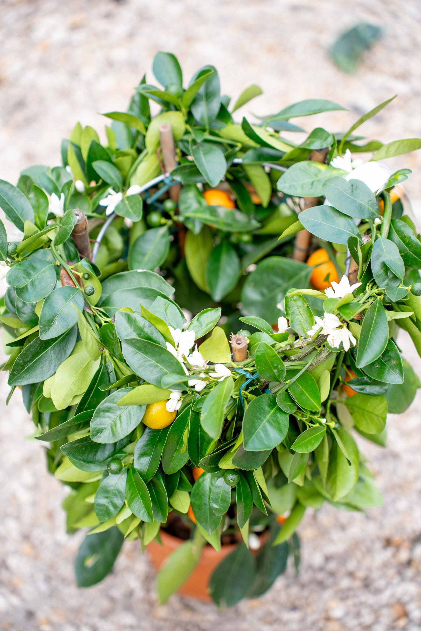 Mandarino su Spalliera Rotonda - Agrume Ornamentale