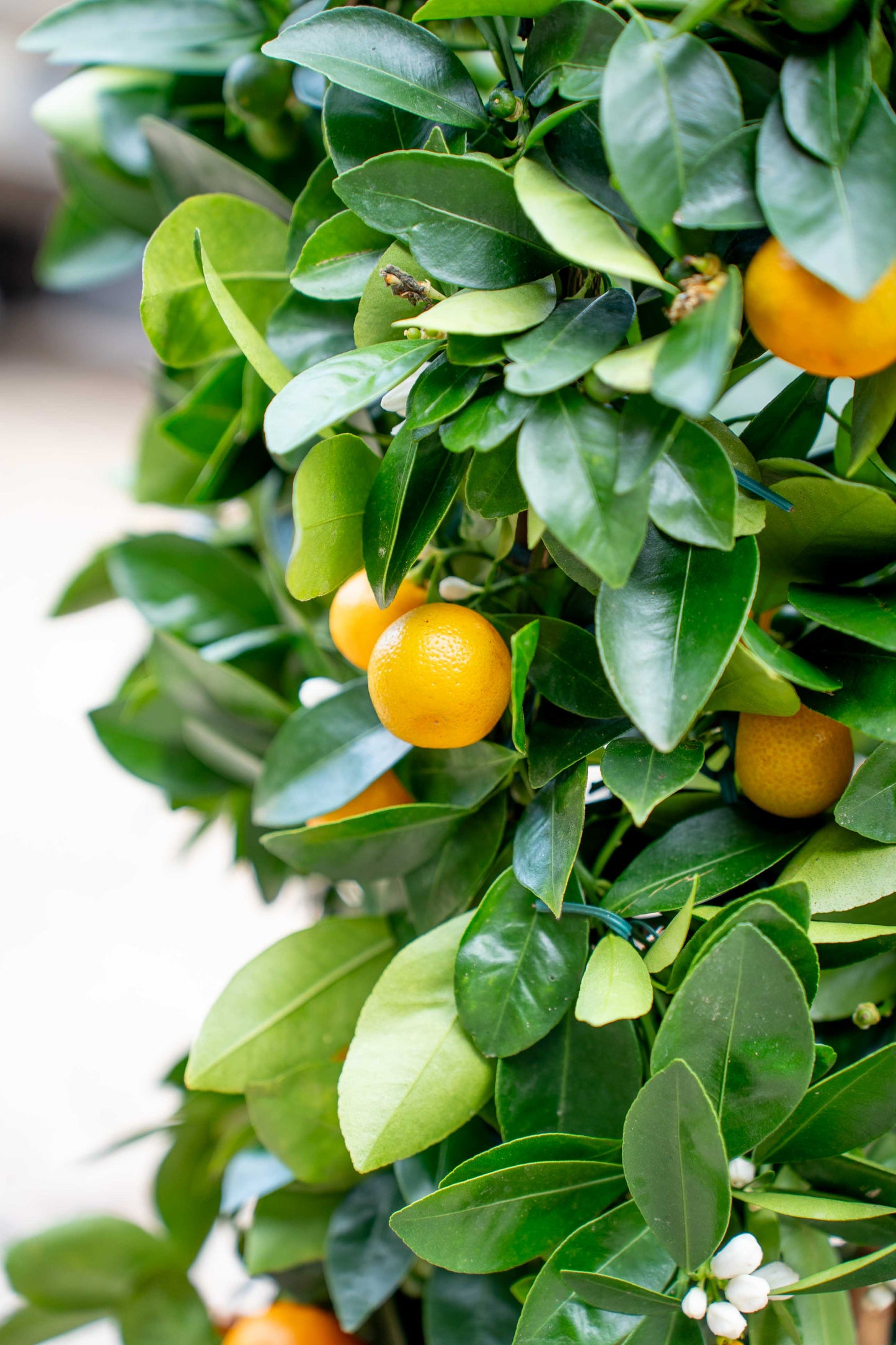 Mandarino su Spalliera Rotonda - Agrume Ornamentale