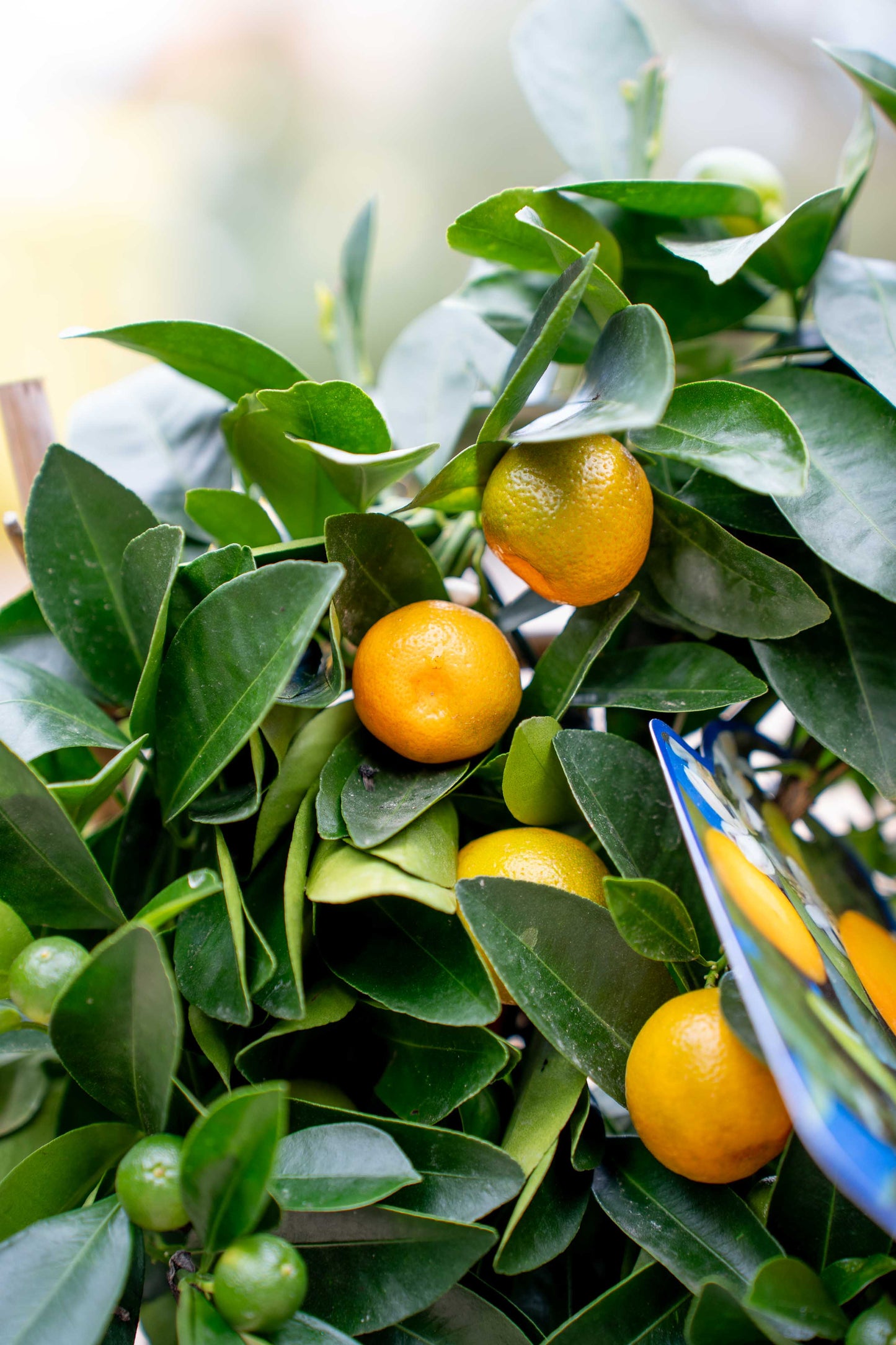 Mandarino (citrus mitis) su Spalliera - Agrume Ornamentale