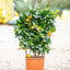 Mandarino (citrus mitis) su Spalliera - Agrume Ornamentale