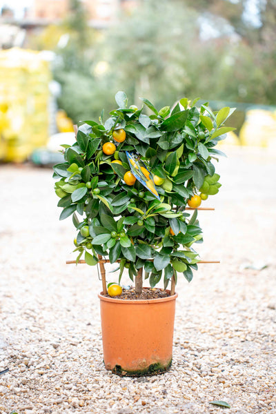 Mandarino (citrus mitis) su Spalliera - Agrume Ornamentale