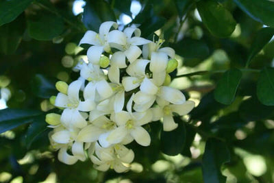 Murraya paniculata