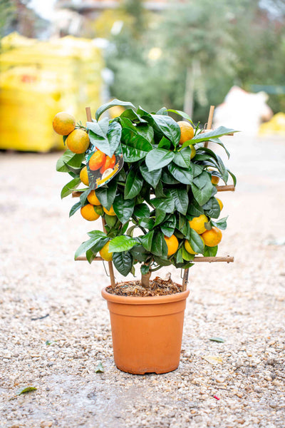 Arancio d'Otaiti su Spalliera a Ventaglio - Agrume Ornamentale