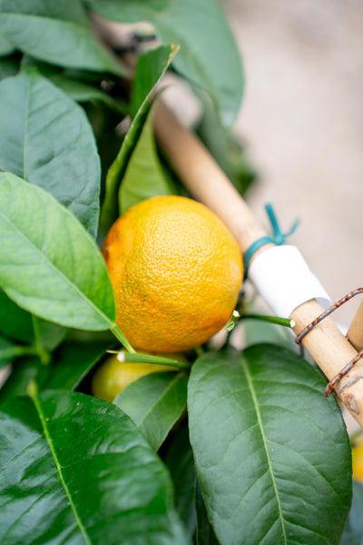 Arancio d'Otaiti su Spalliera a Ventaglio - Agrume Ornamentale