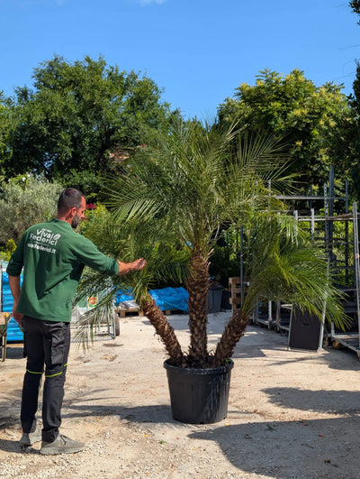 Palma nana 3 tronchi (Phoenix roebelenii)