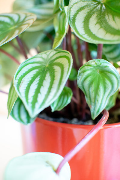 Peperomia Watermelon