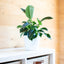 Philodendron Birkin