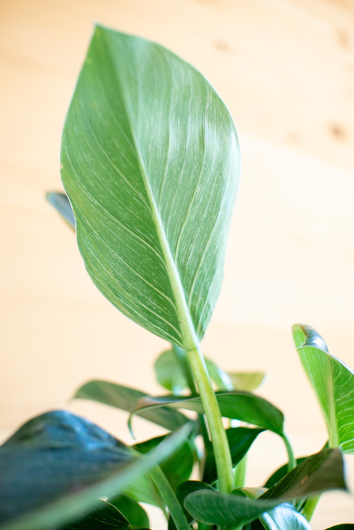 Philodendron Birkin