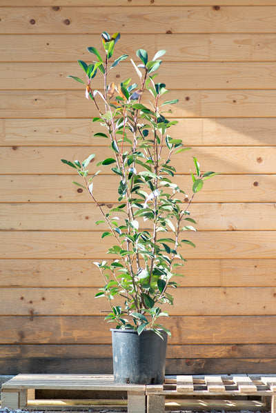 Photinia Red Robin