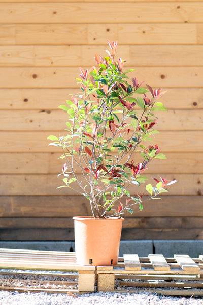 Photinia Red Robin