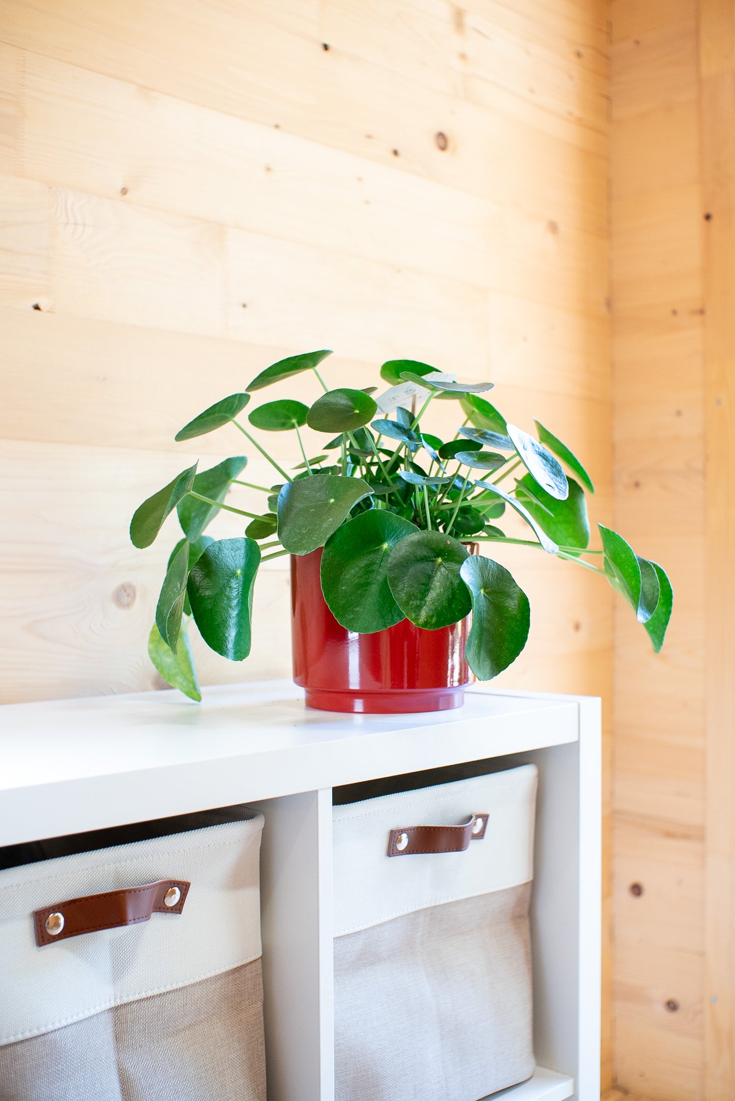 Pilea Peperomioides 'Pianta delle Monete'