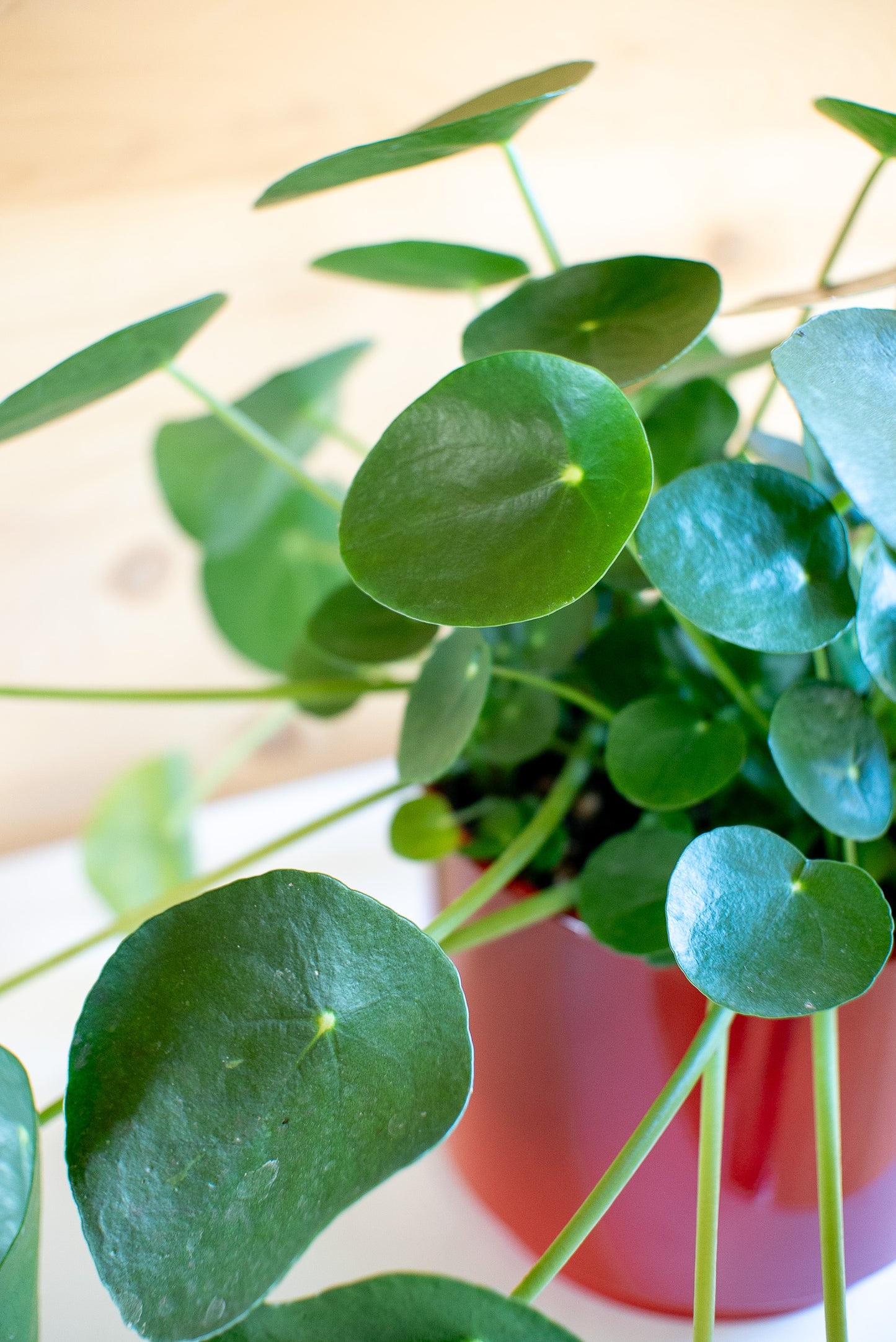 Pilea Peperomioides 'Pianta delle Monete'