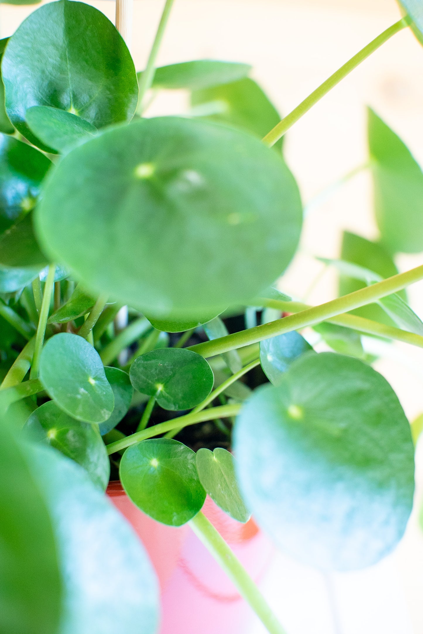 Pilea Peperomioides 'Pianta delle Monete'