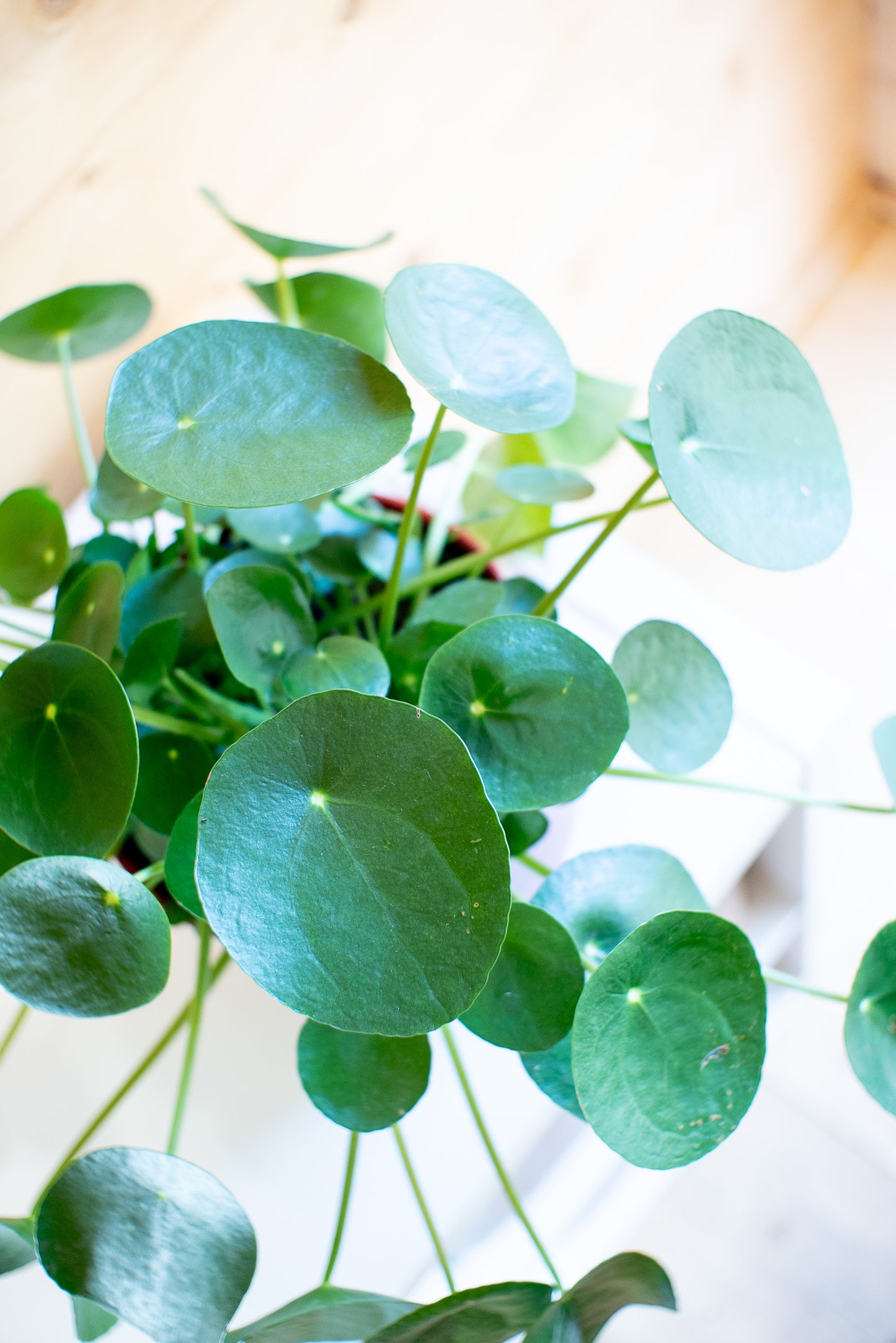 Pilea Peperomioides 'Pianta delle Monete'