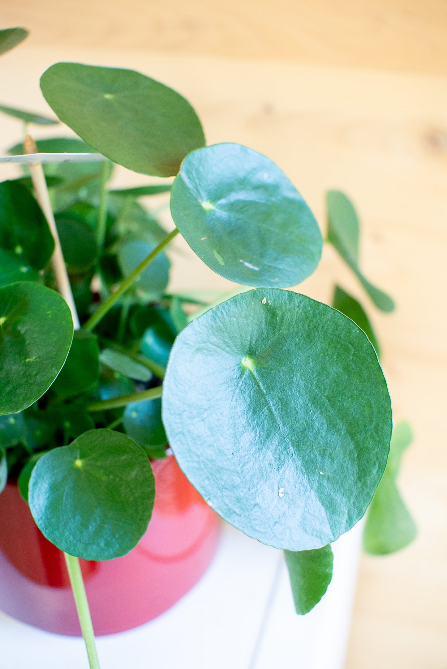 Pilea Peperomioides 'Pianta delle Monete'