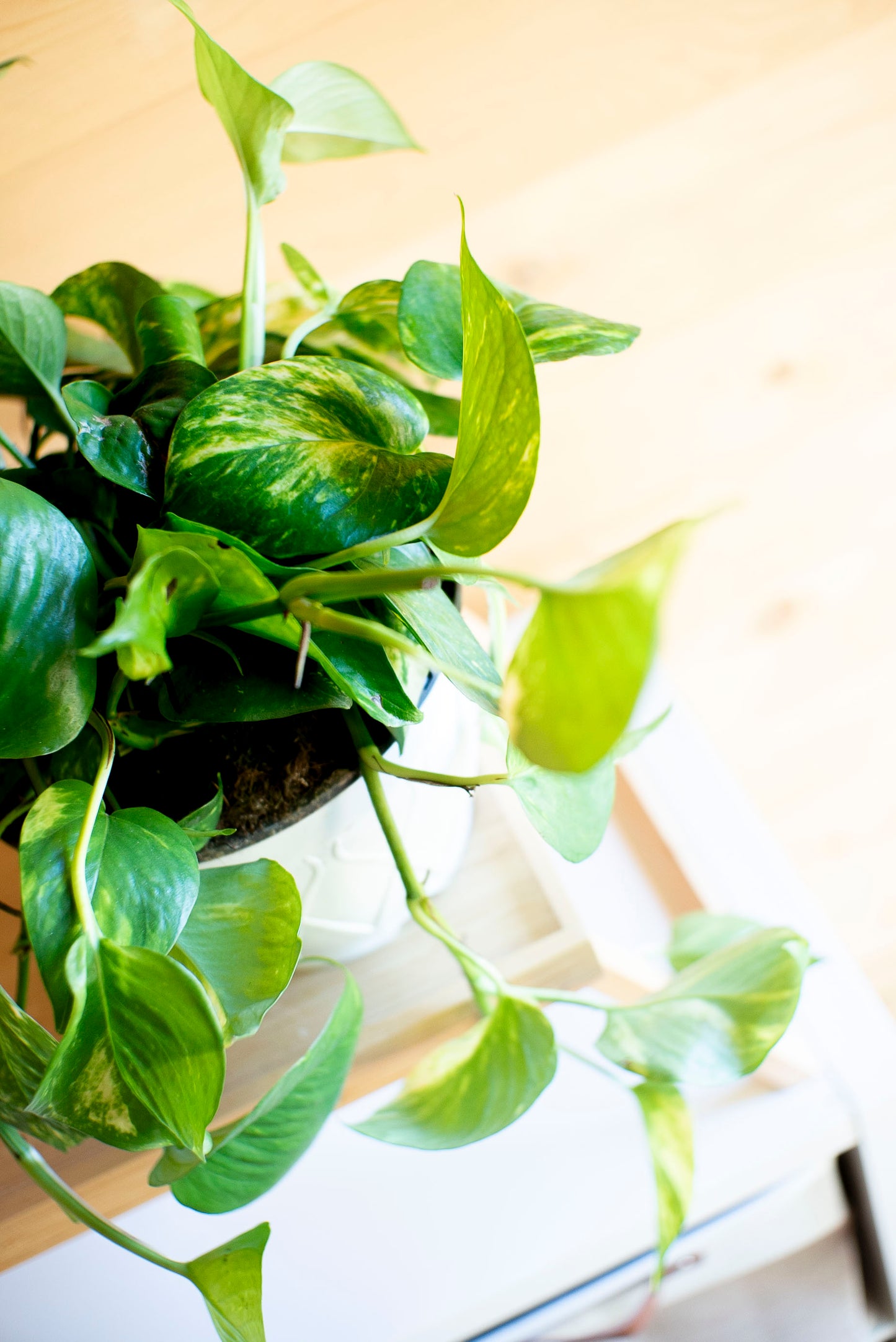 Pothos Aurea