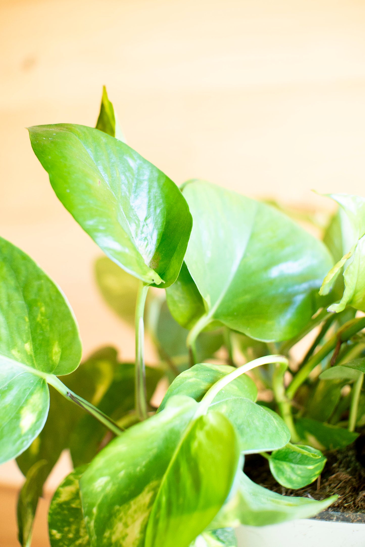 Pothos Aurea