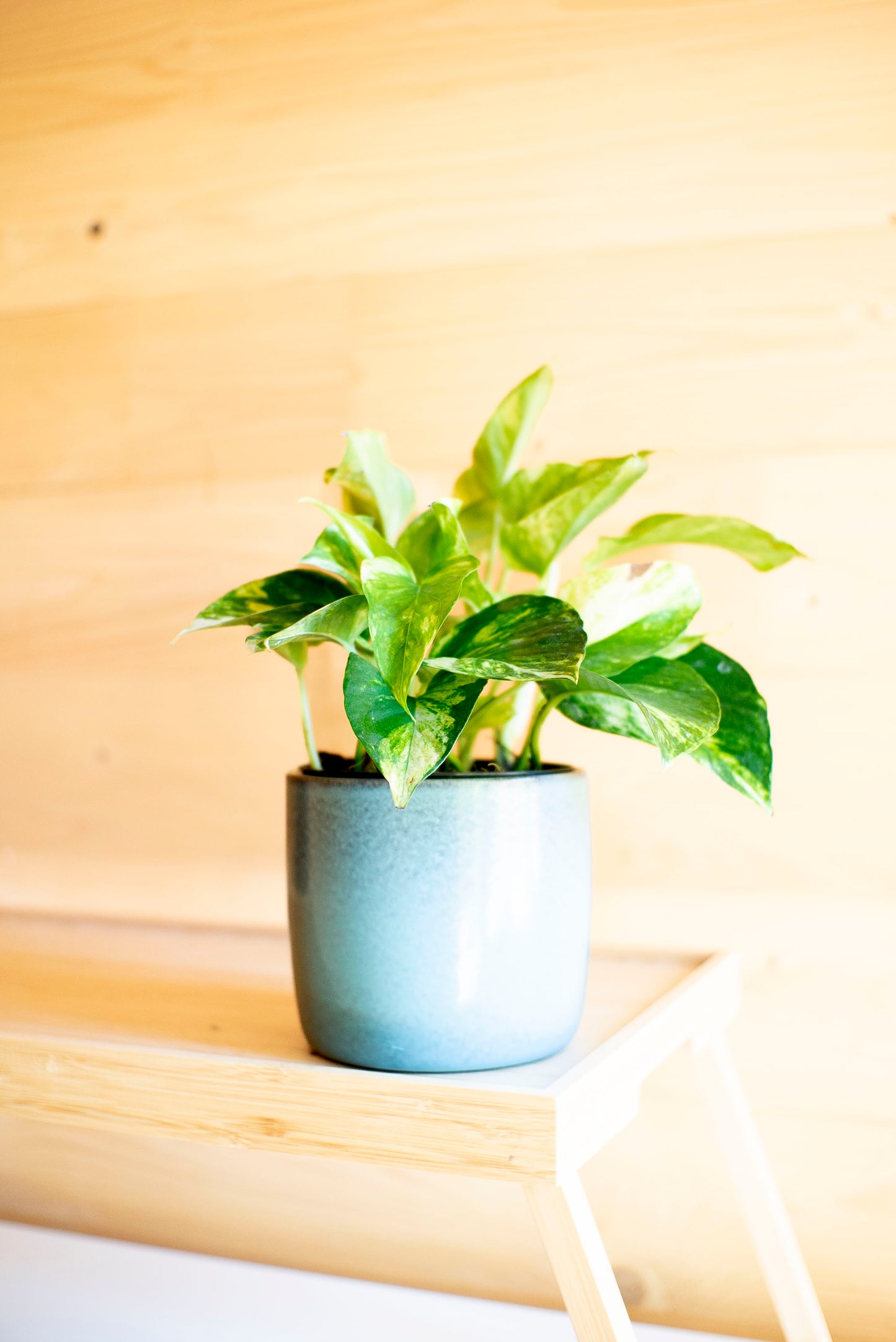 Pothos Aurea