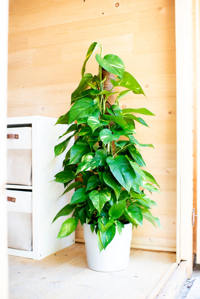 Pothos in bastone