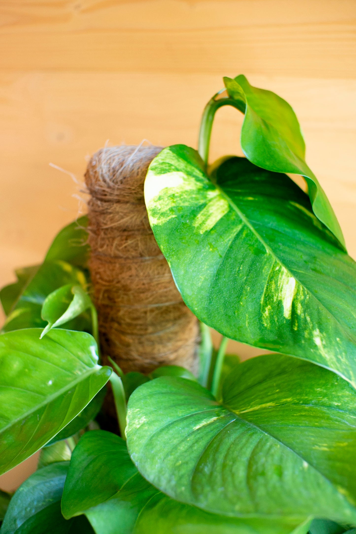 Pothos in bastone