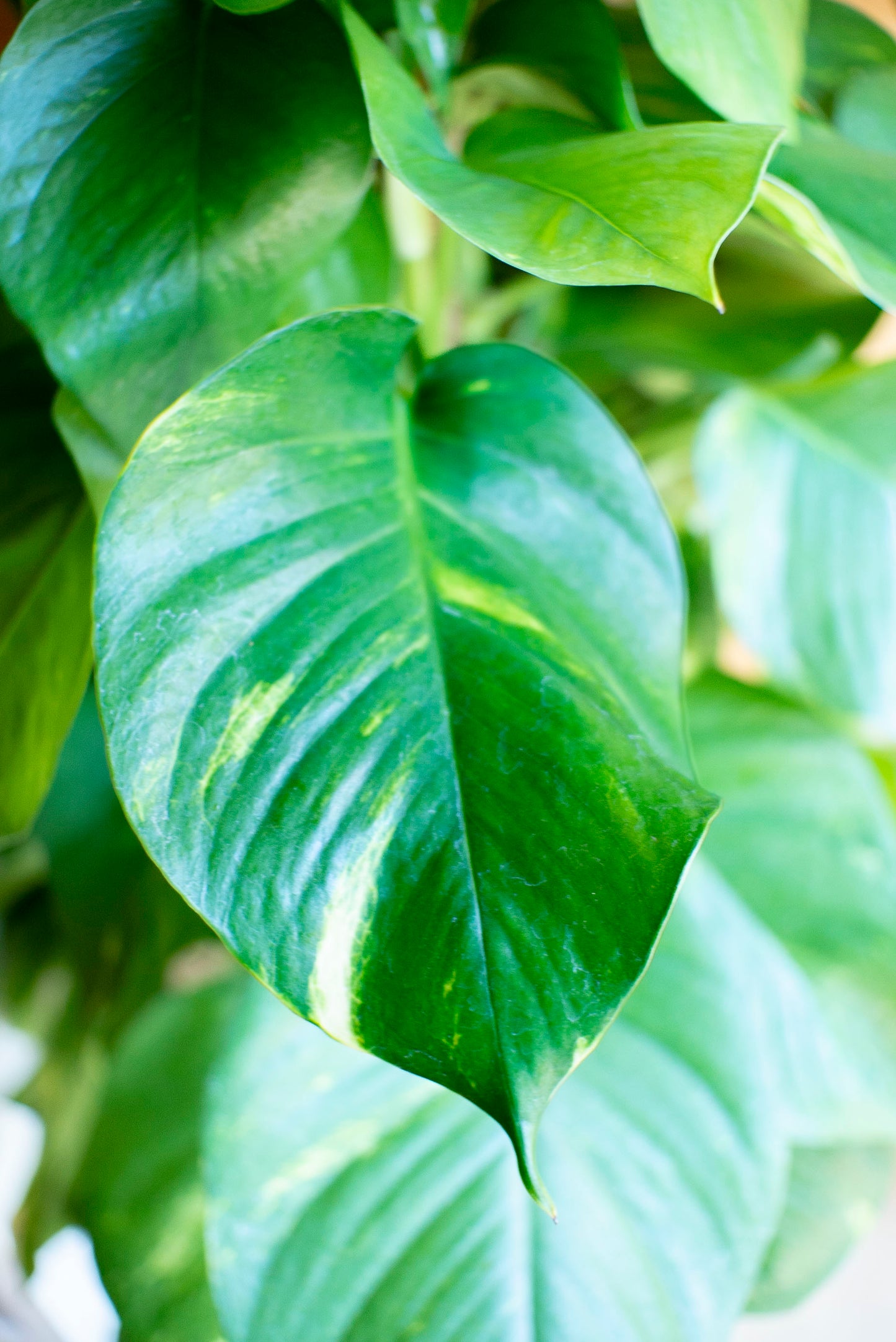 Pothos in bastone