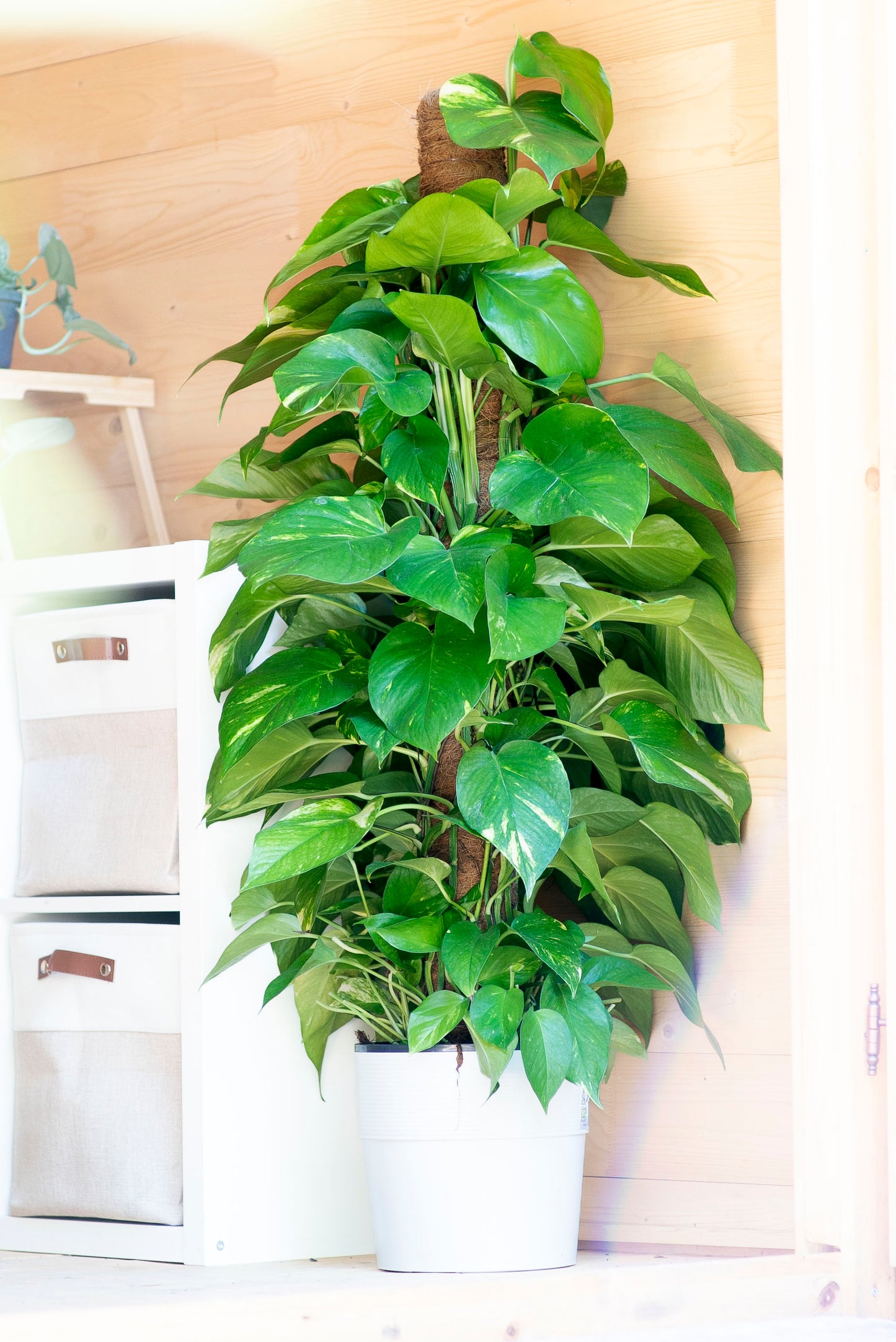 Pothos in bastone