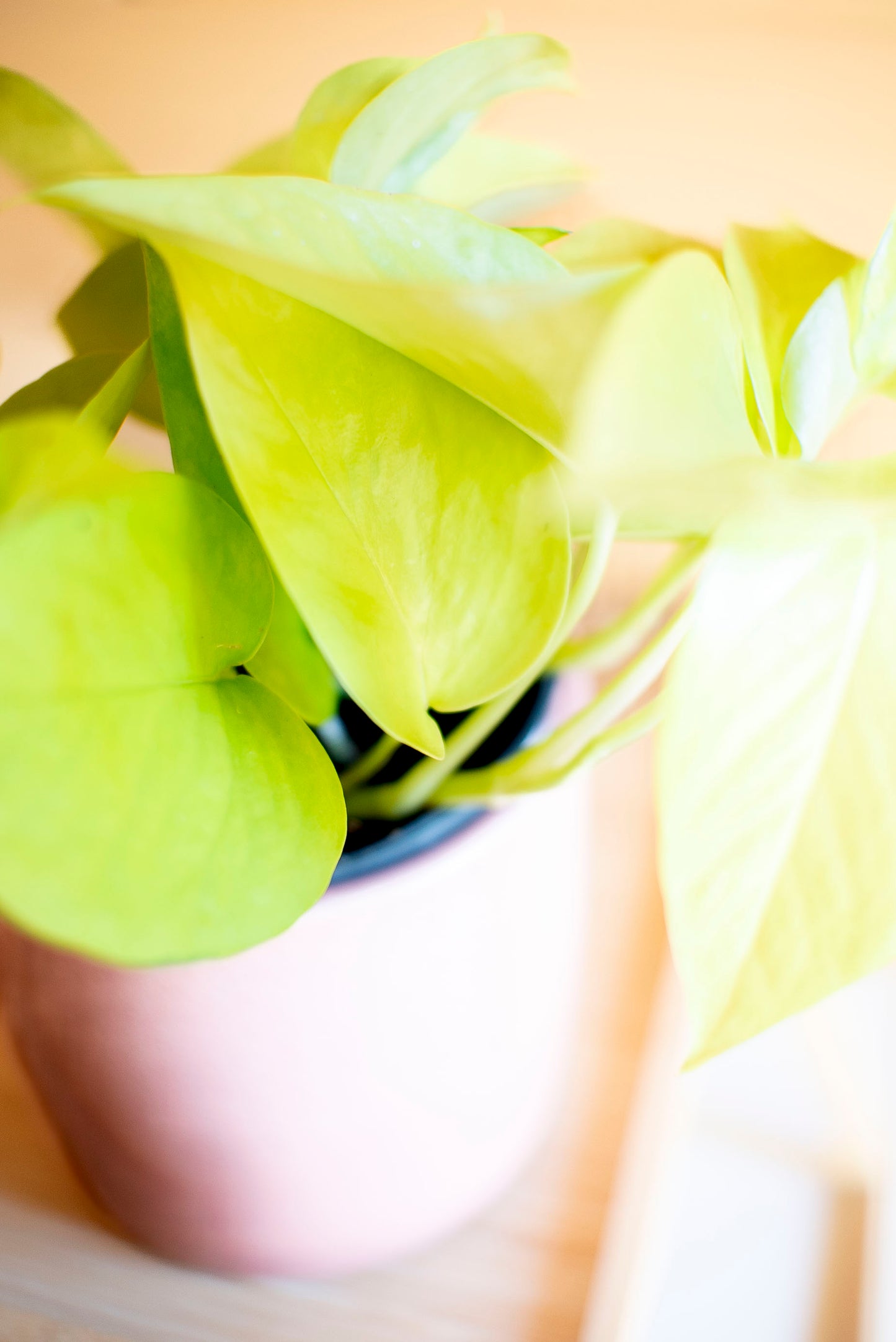 Pothos Neon