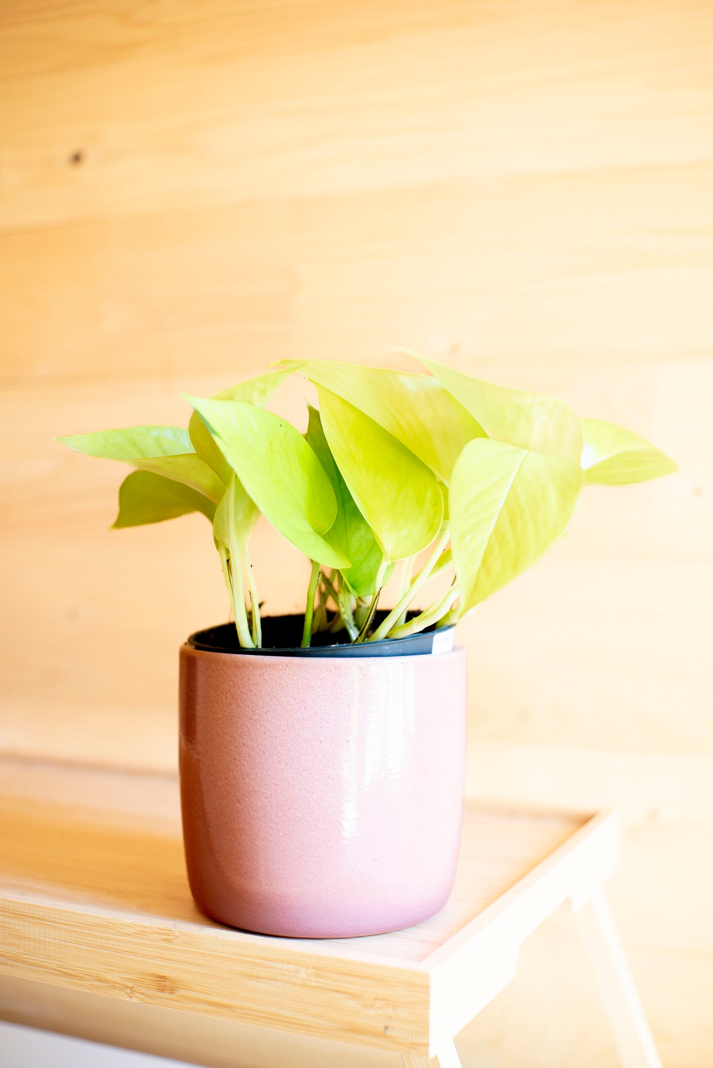 Pothos Neon