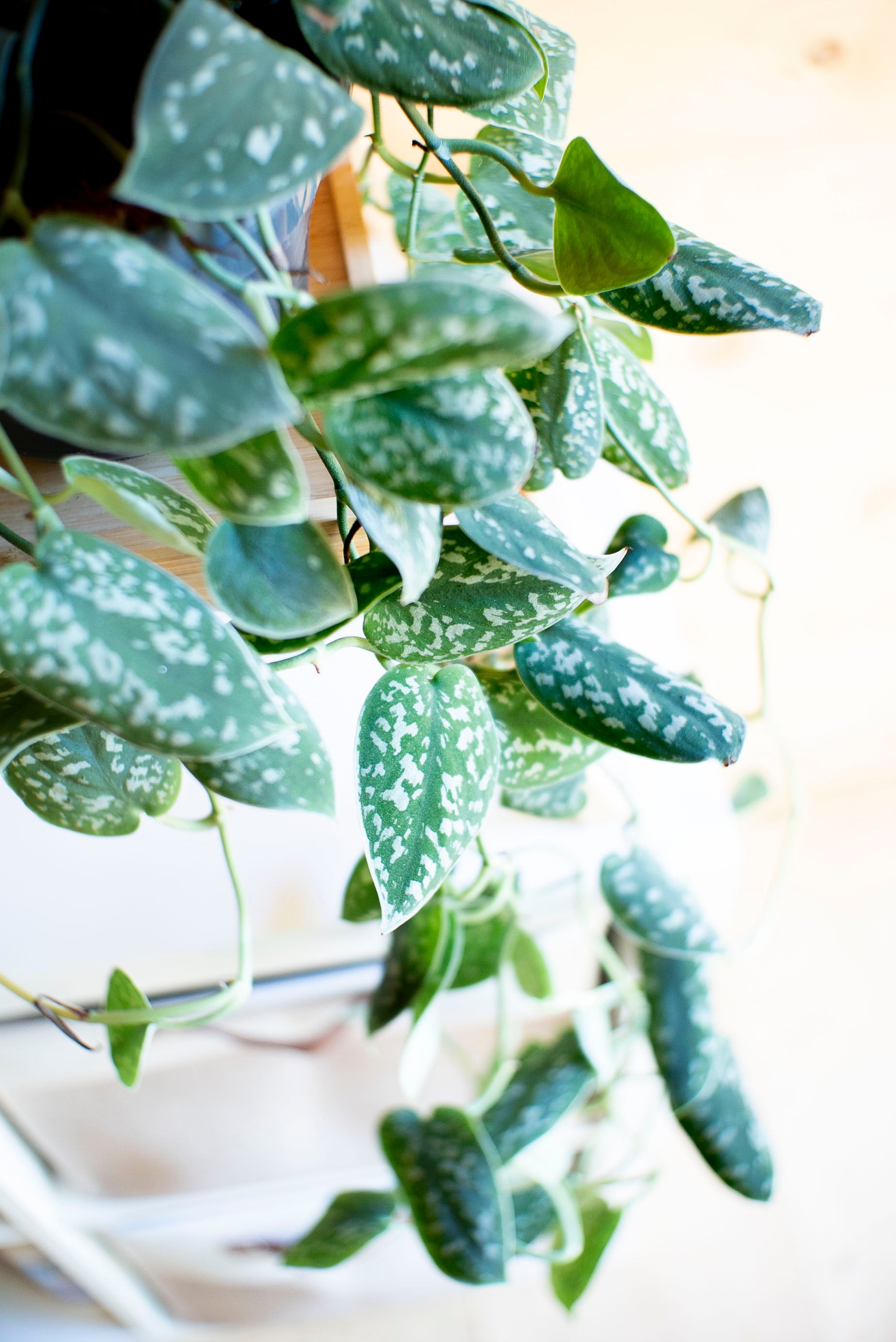 pothos argentato Pothos picta (argentato)