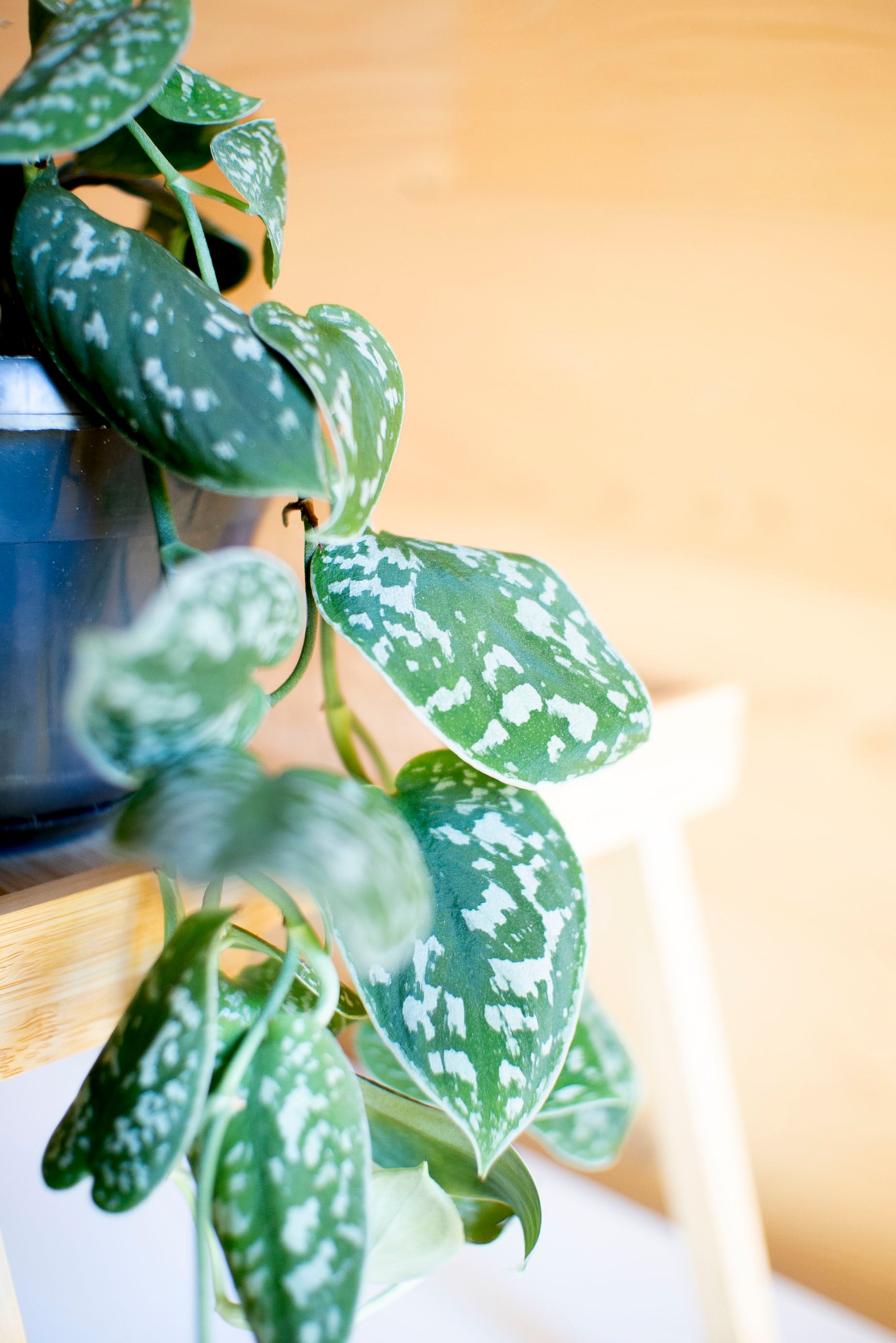 pothos pianta Pothos picta (argentato)