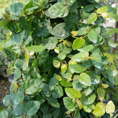 Ficus repens